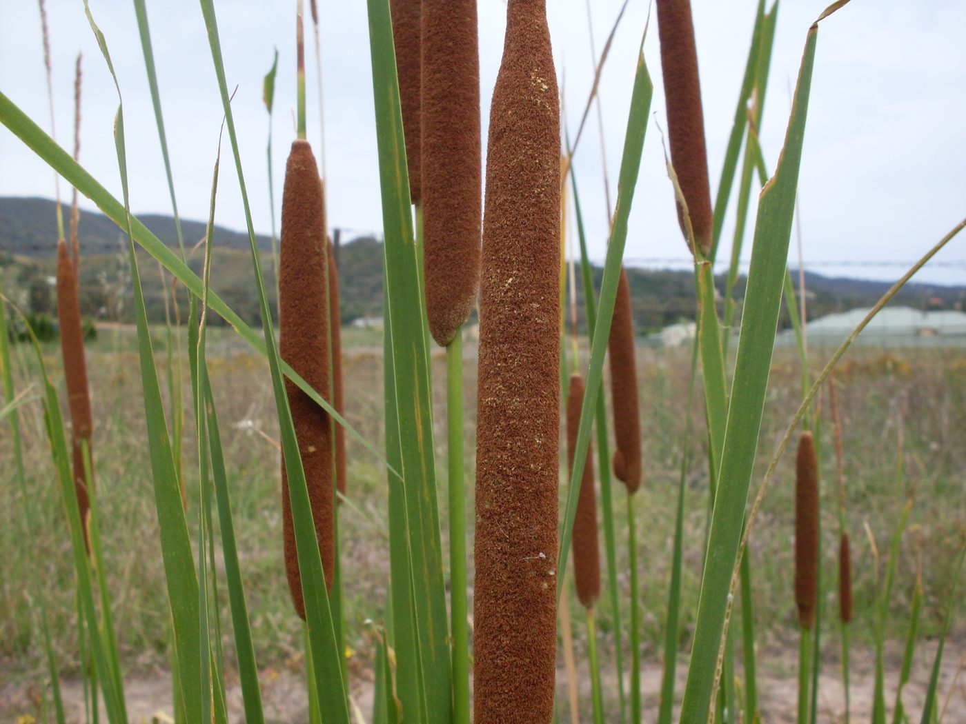 Cumbungi bulrush