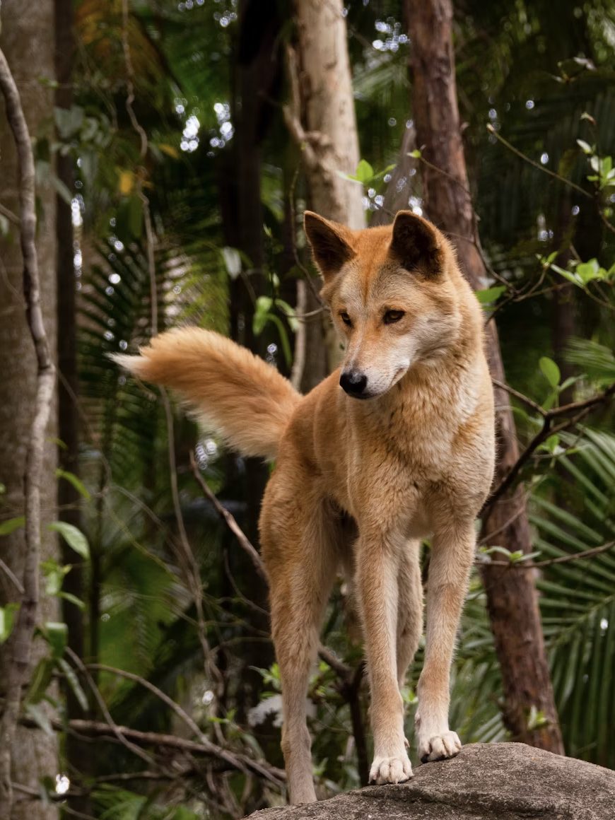 Dingo