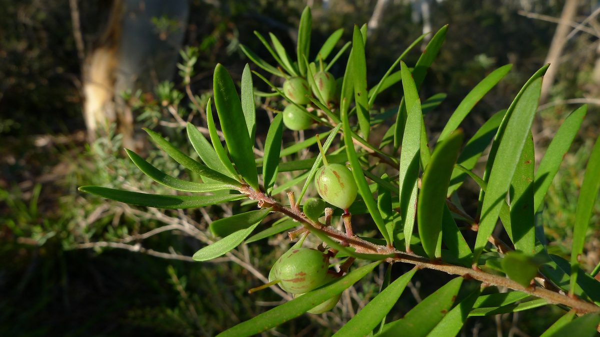 Geebung fruit