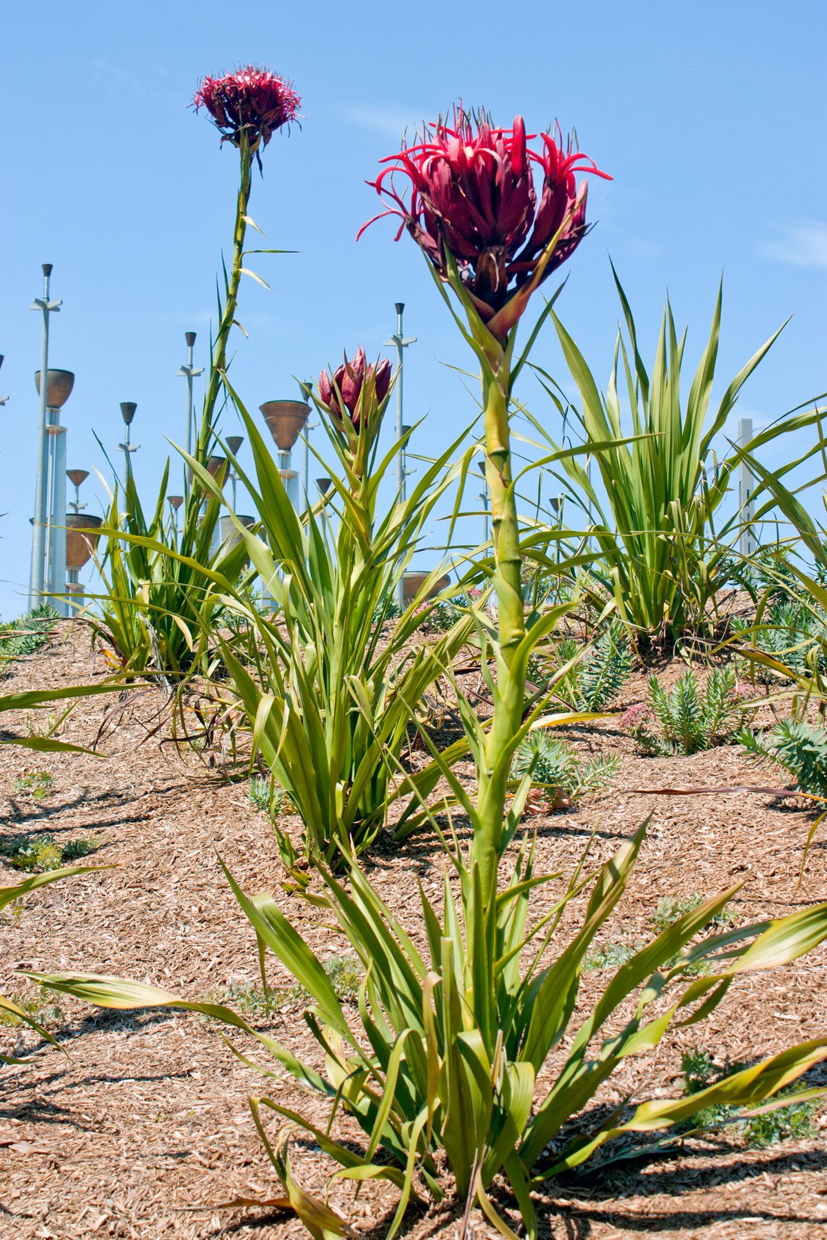 Gymea lily in flower