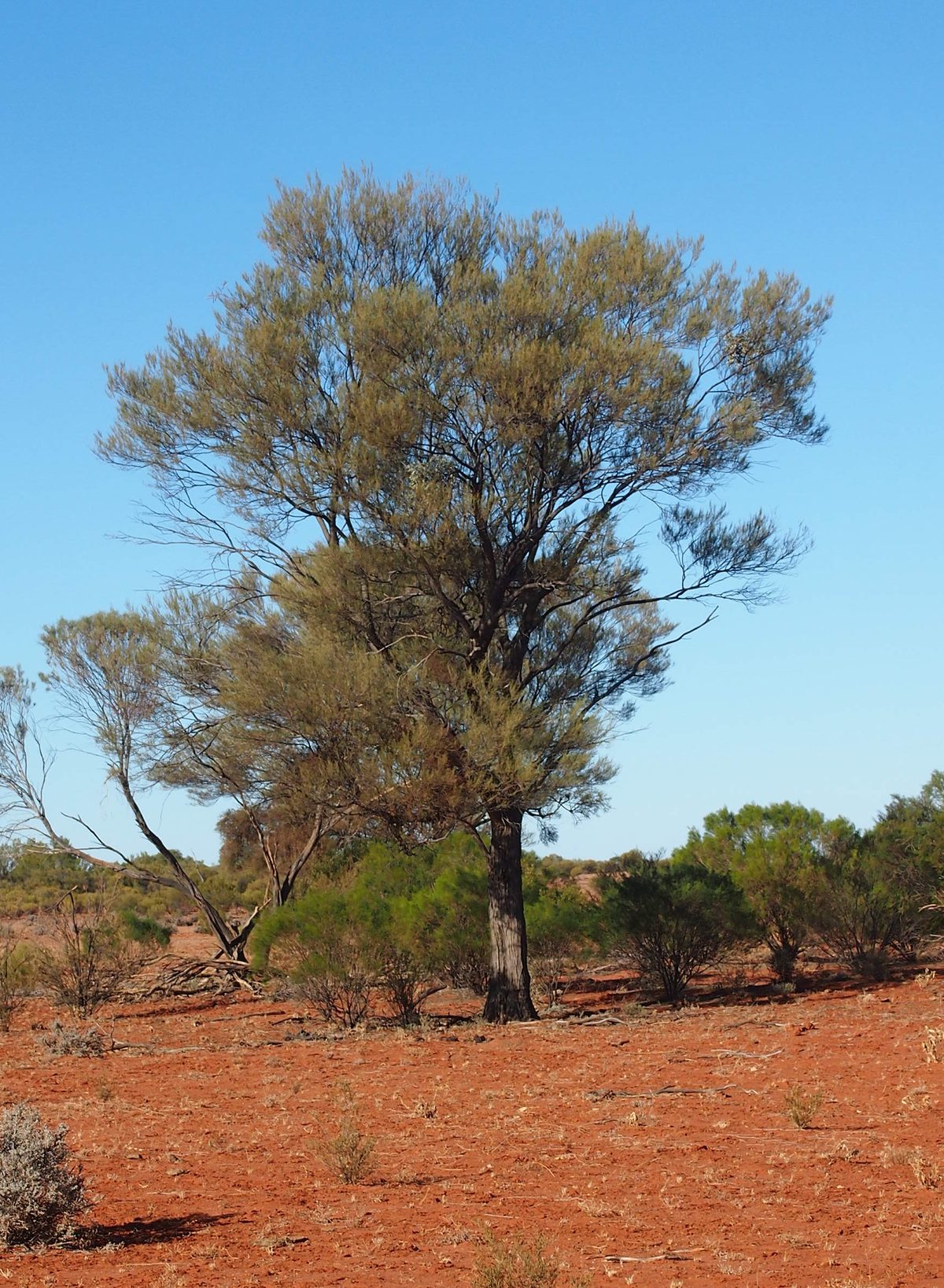 Mulga shrub