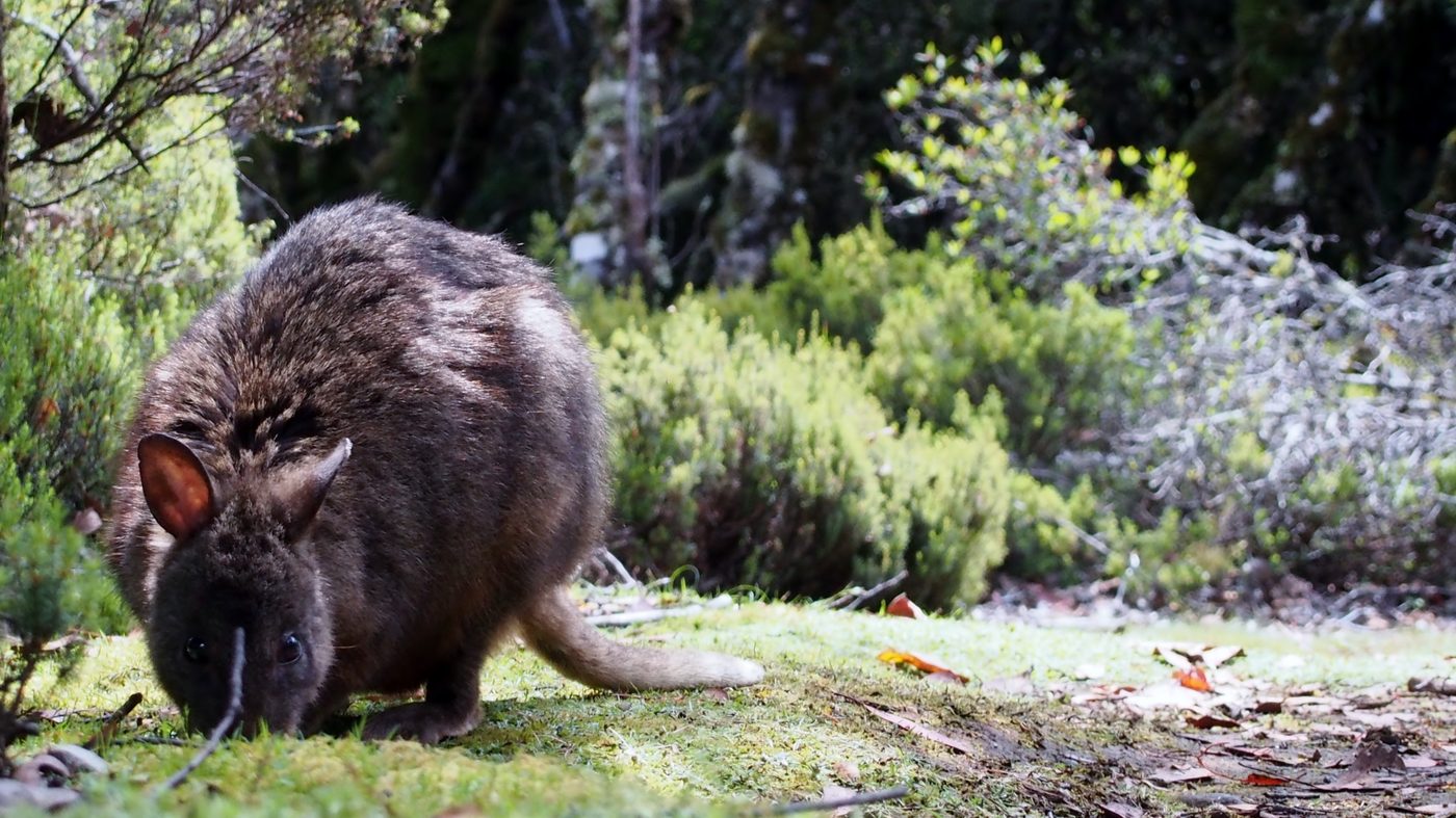 Pademelon in the undergrowth
