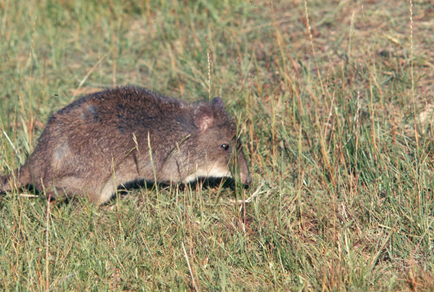 Potoroo