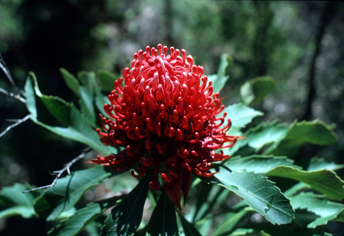 Waratah flower