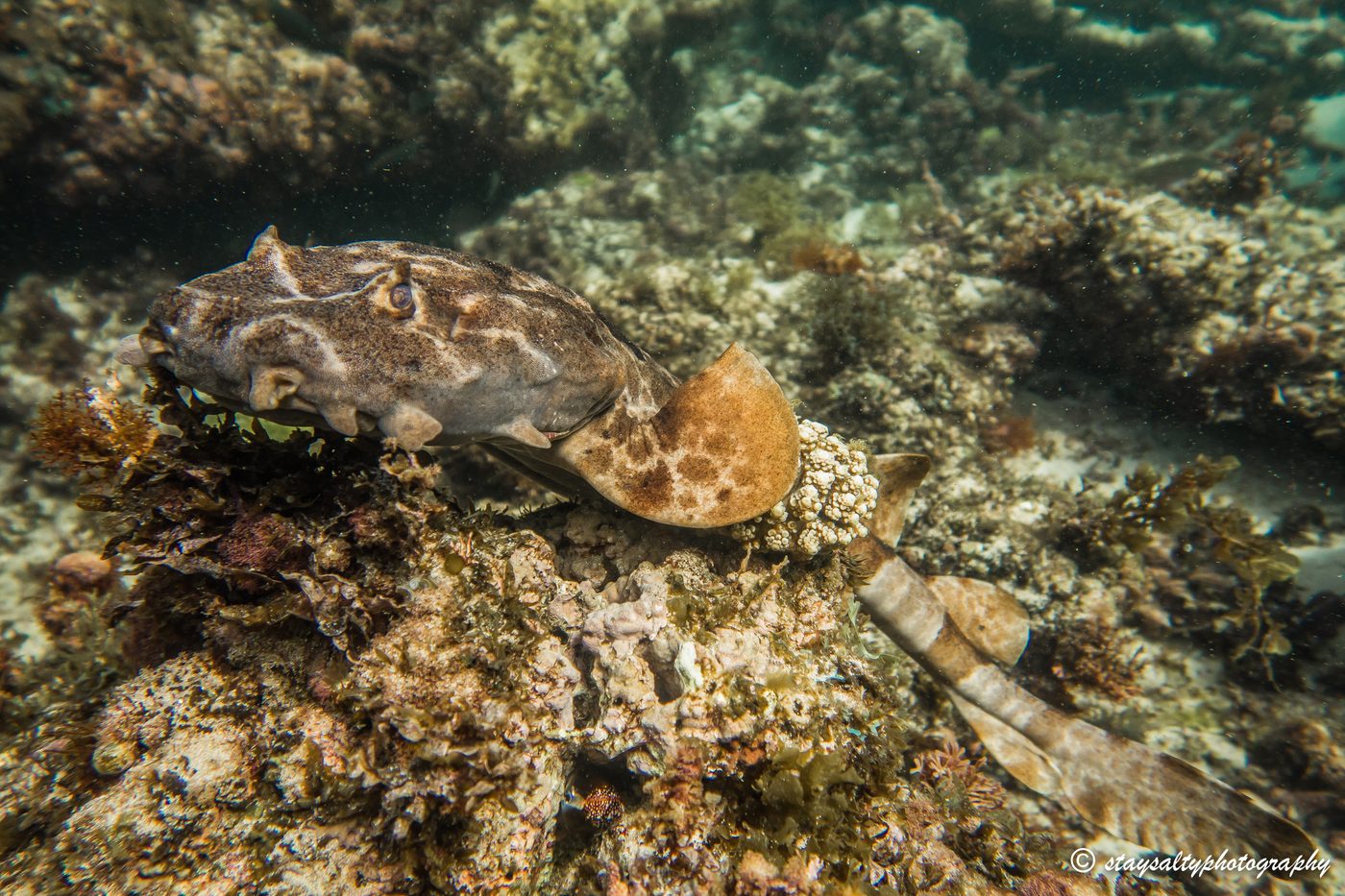 Wobbegong shark on a reef